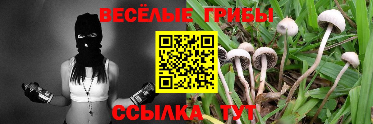 где можно купить наркотик  Псилоцибиновые грибы прущие грибы  Псилоцибиновые грибы GOLDEN TEACHER  Вход с VPN  Зеленодольск 